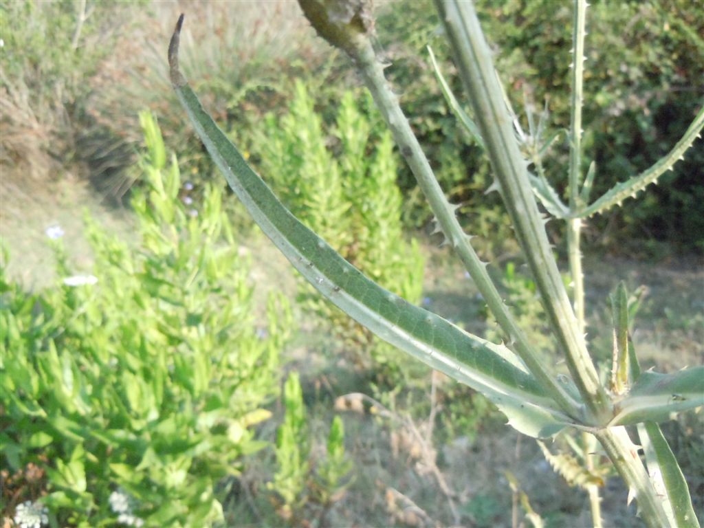 Dipsacus fullonum